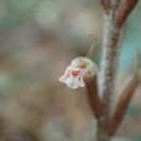 Image of Goodyera flaccida Schltr.