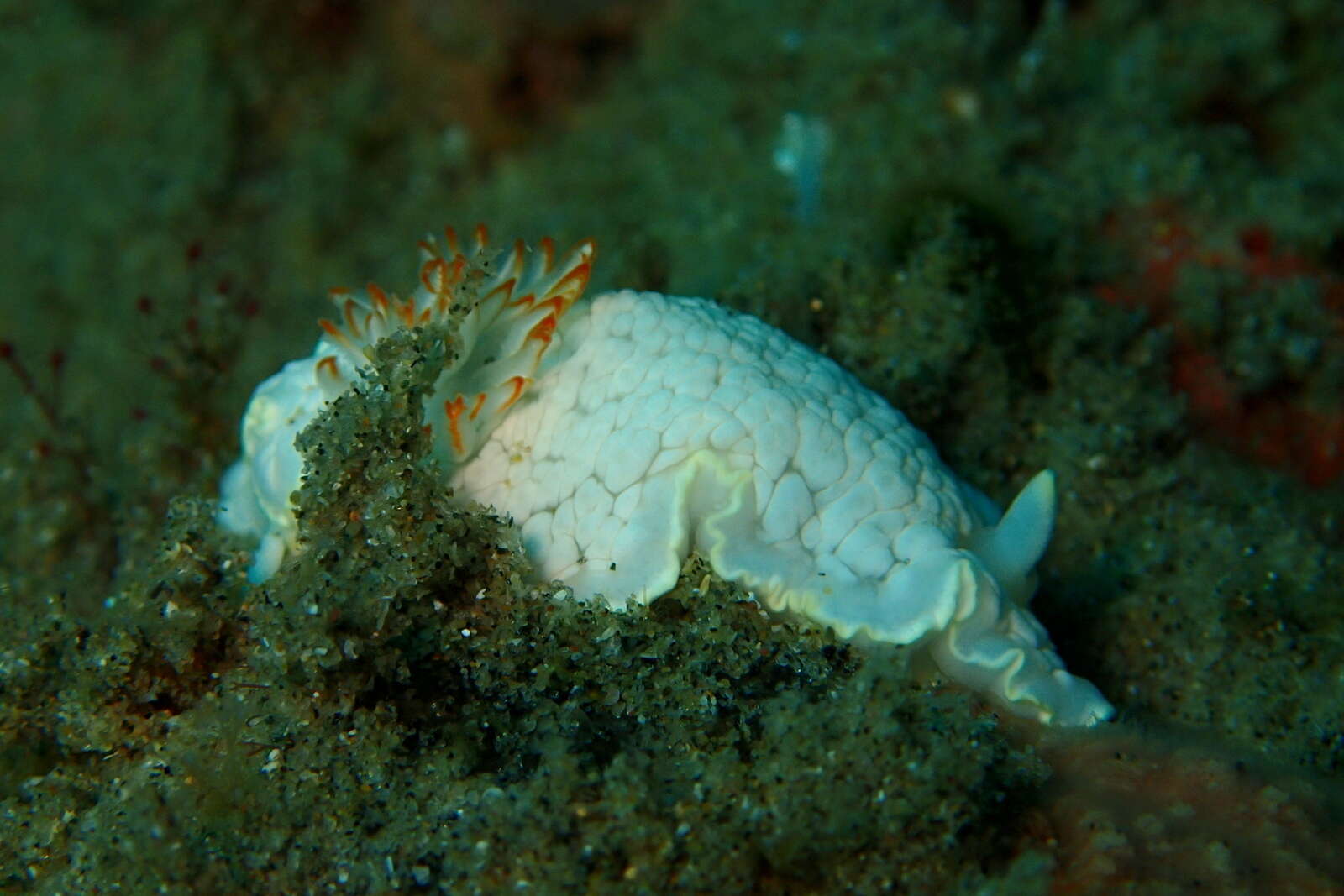 Image of Ardeadoris undaurum (Rudman 1985)