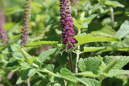 Image de Teucrium hircanicum L.