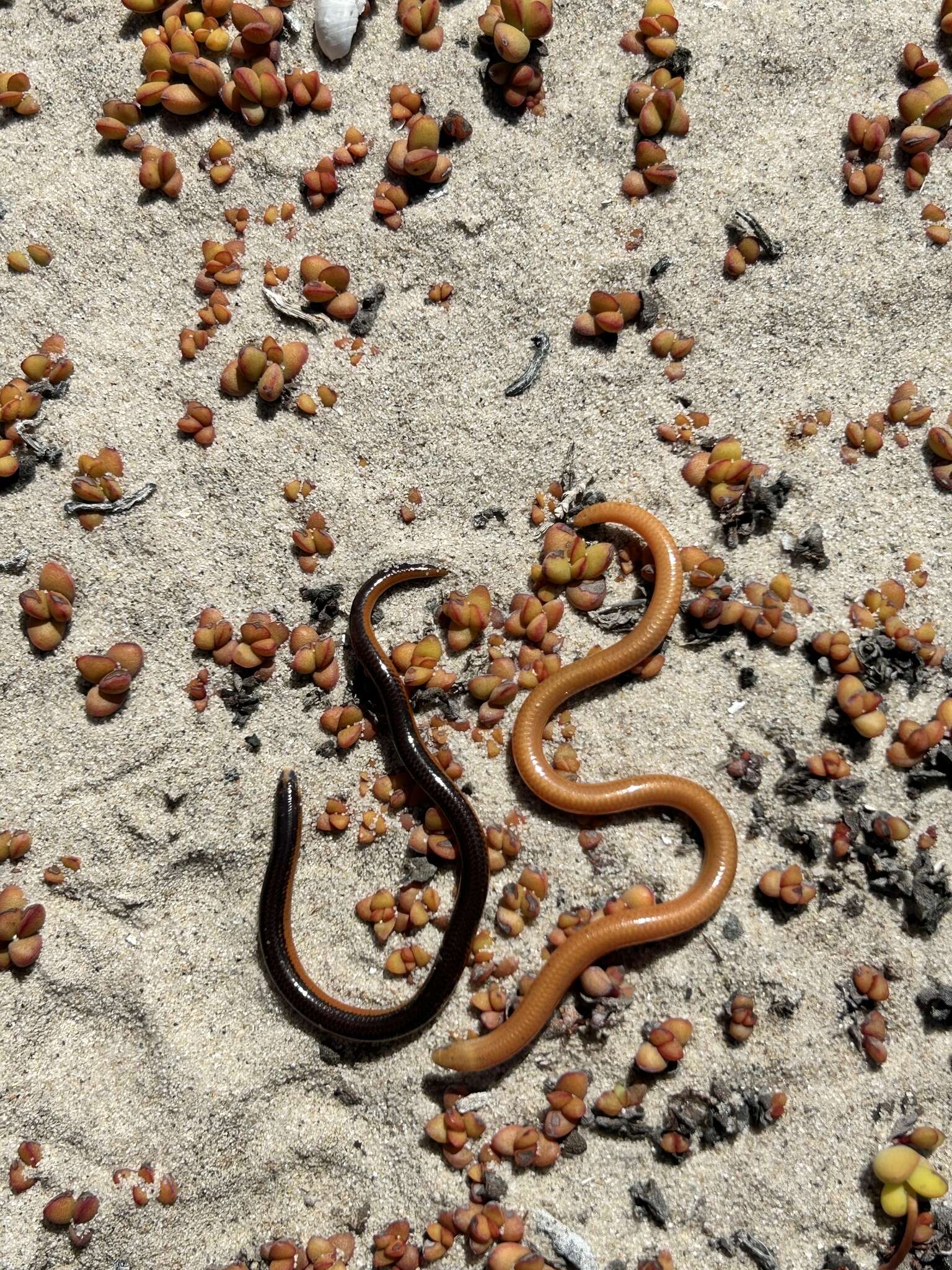 Image of Coastal Legless Skink