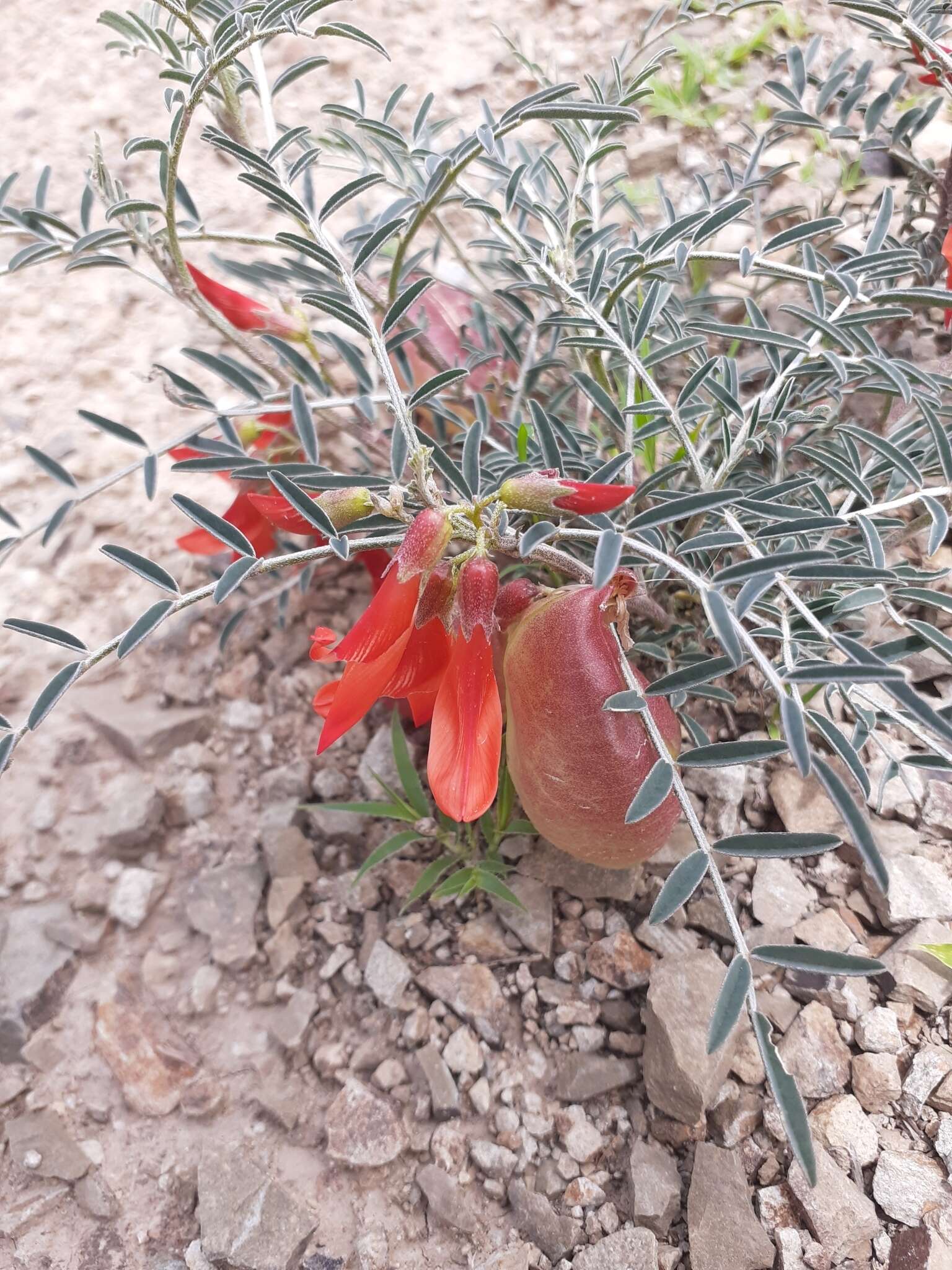 Image of Lessertia frutescens subsp. microphylla