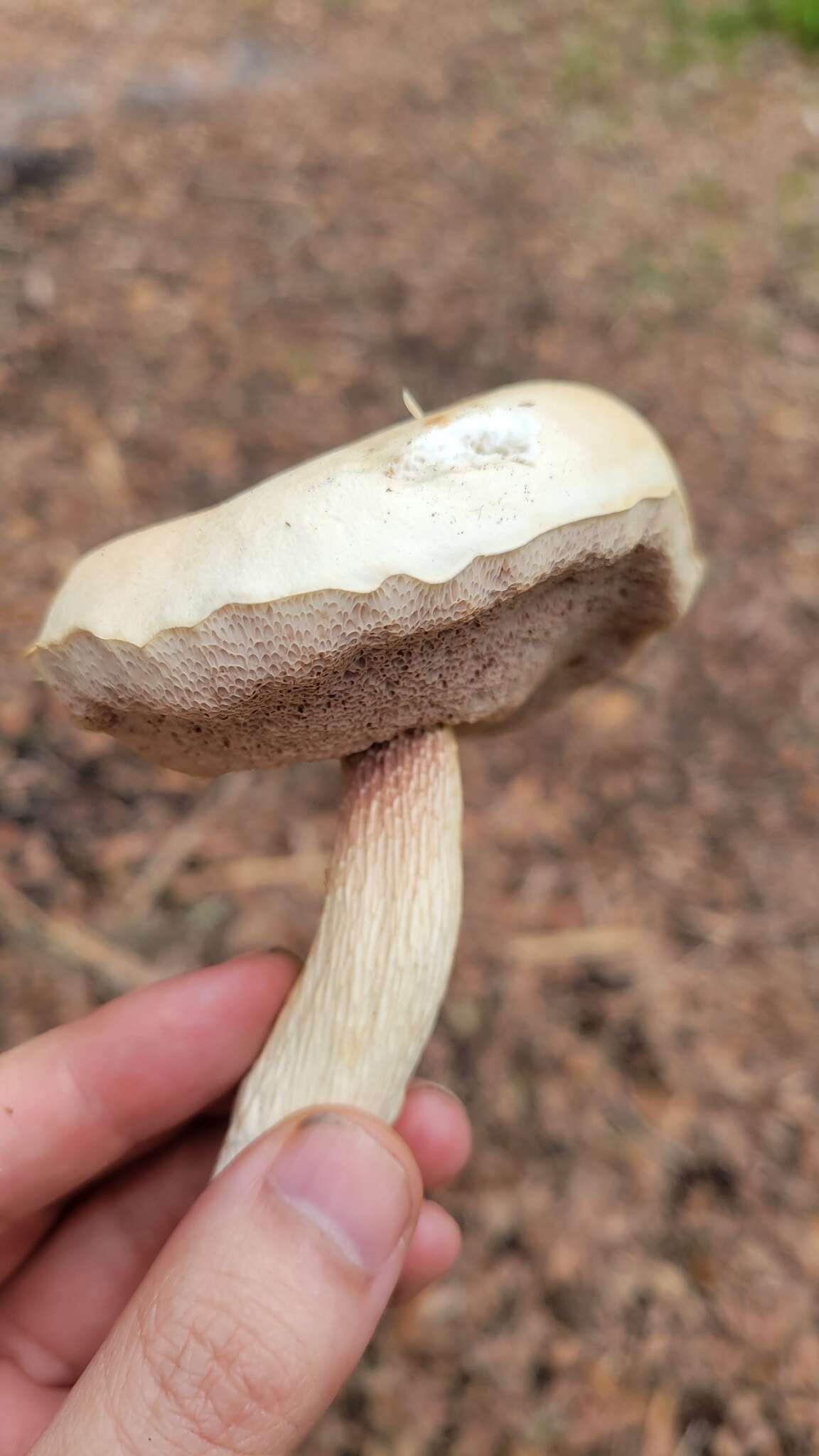 Image of Pale bitter bolete