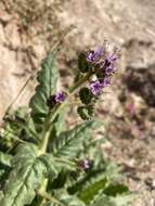 Image of Texan phacelia