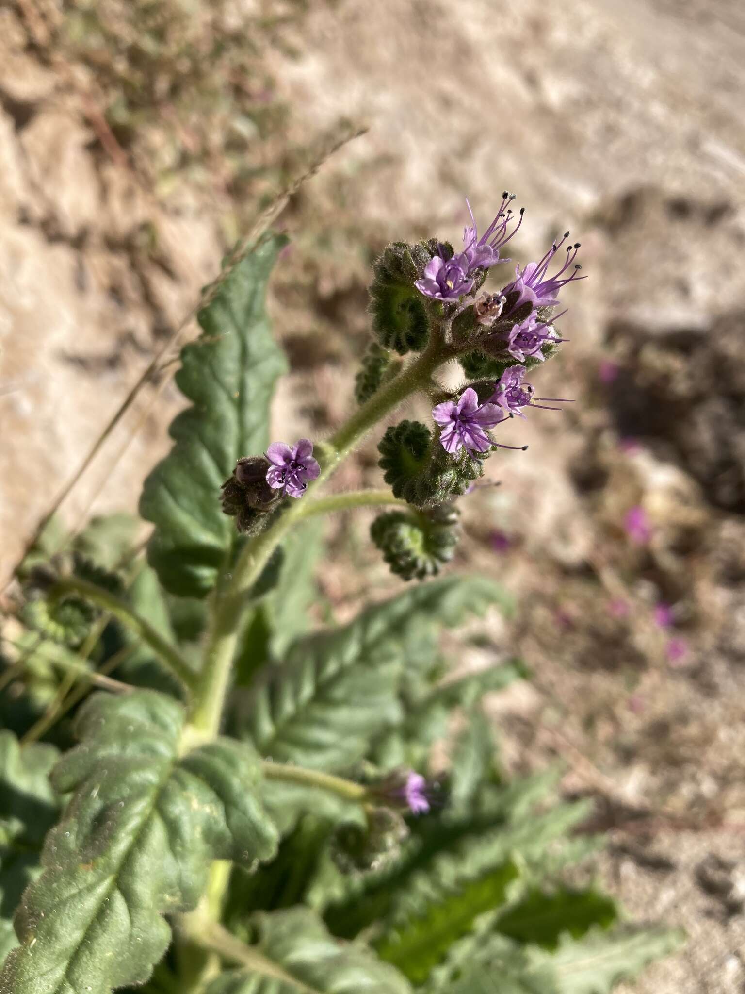 Image of Texan phacelia