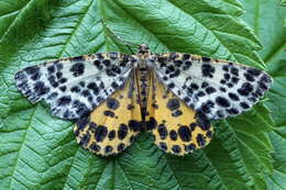 Image of spotted beauty