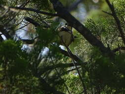 Image of White-browed Babbler