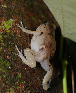 Image of Ornate Frog