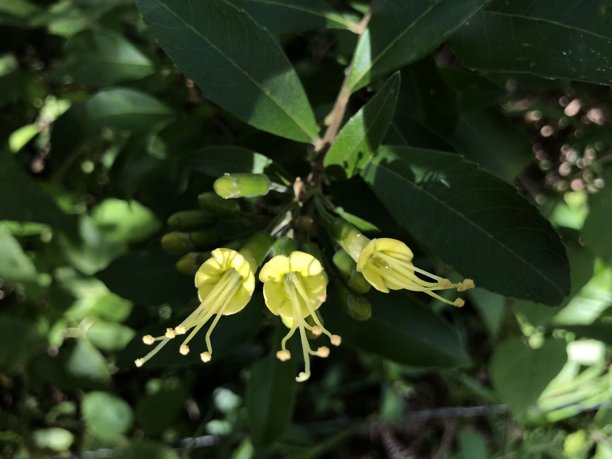 Image of Cantua pyrifolia Juss.