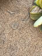 Image of Dwarf Puff Adder