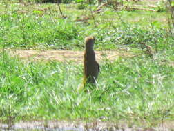 Image of Yellow Mongoose