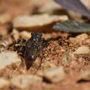 Image of Tettigettalna josei (Boulard 1982)