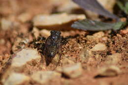 Image of Tettigettalna josei (Boulard 1982)