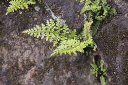 Plancia ëd Asplenium anogrammoides Christ