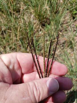 Image de Eustachys petraea (Sw.) Desv.