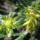 Sivun Vahlia capensis (L. fil.) Thunb. kuva