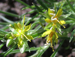 Image of Vahlia capensis (L. fil.) Thunb.