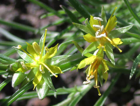 Imagem de Vahlia capensis (L. fil.) Thunb.