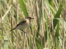 Saxicola maurus variegatus (Gmelin & SG 1774) resmi