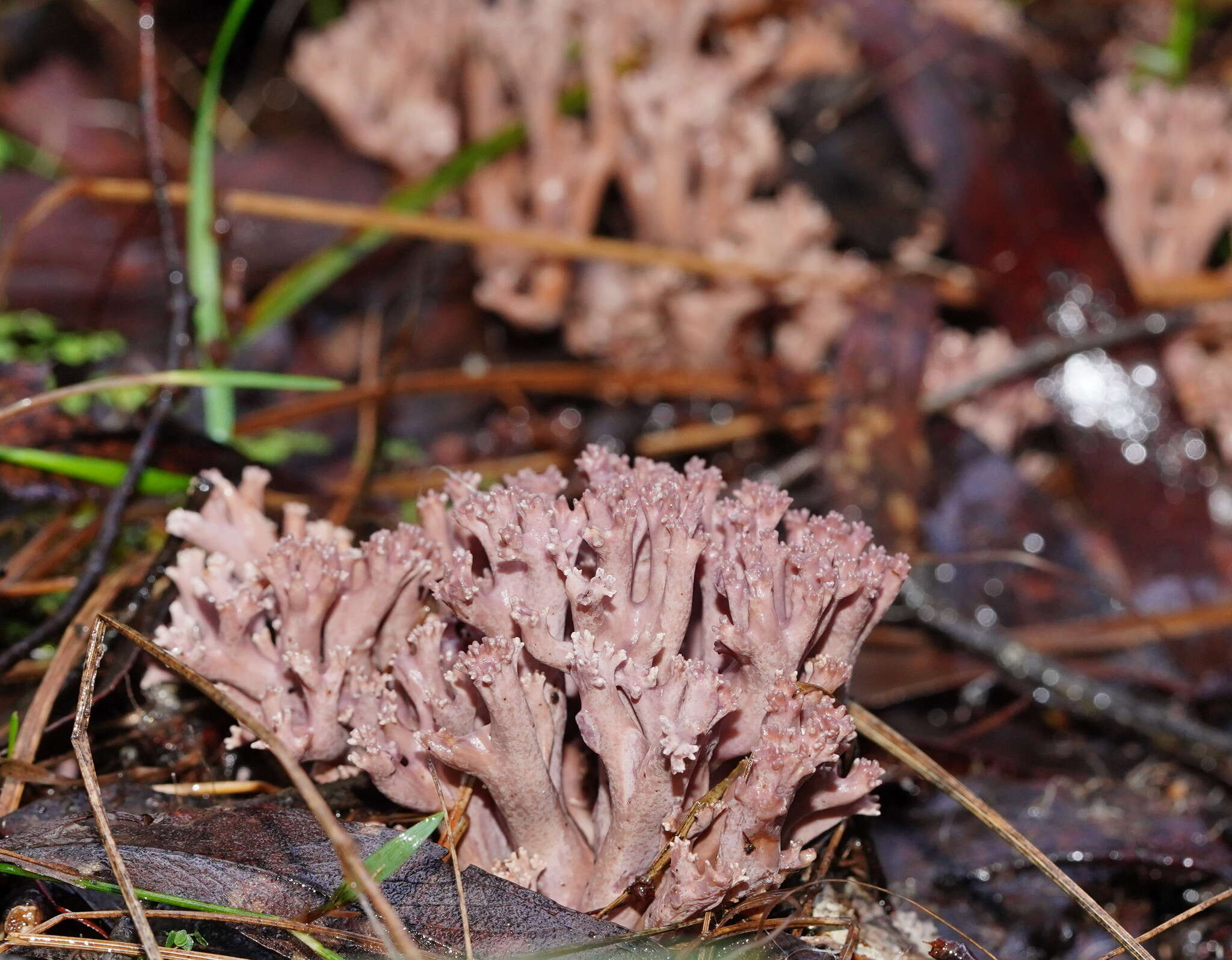 Image of Clavaria versatilis (Quél.) Sacc. & Trotter 1912