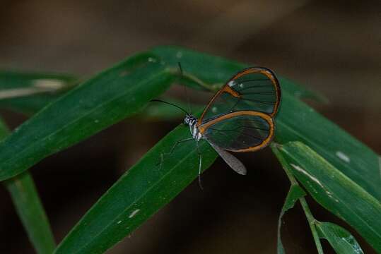 Image of Pteronymia carlia Schaus 1902