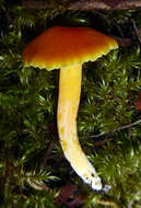 Image de Hygrocybe elegans E. Horak 1973