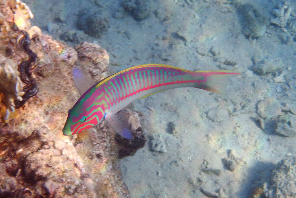 Image of Klunzinger's wrasse