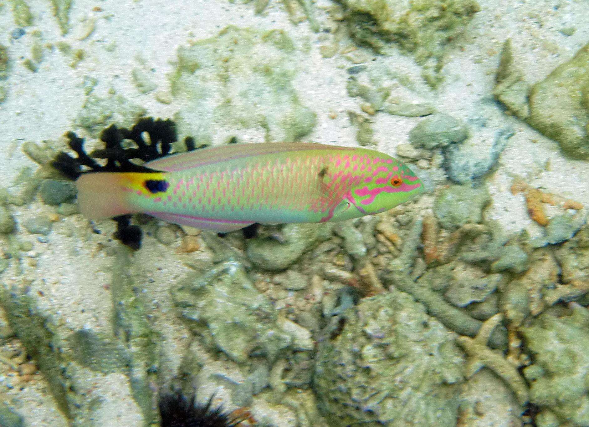 Image of Threespot wrasse