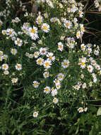 Image of white panicle aster