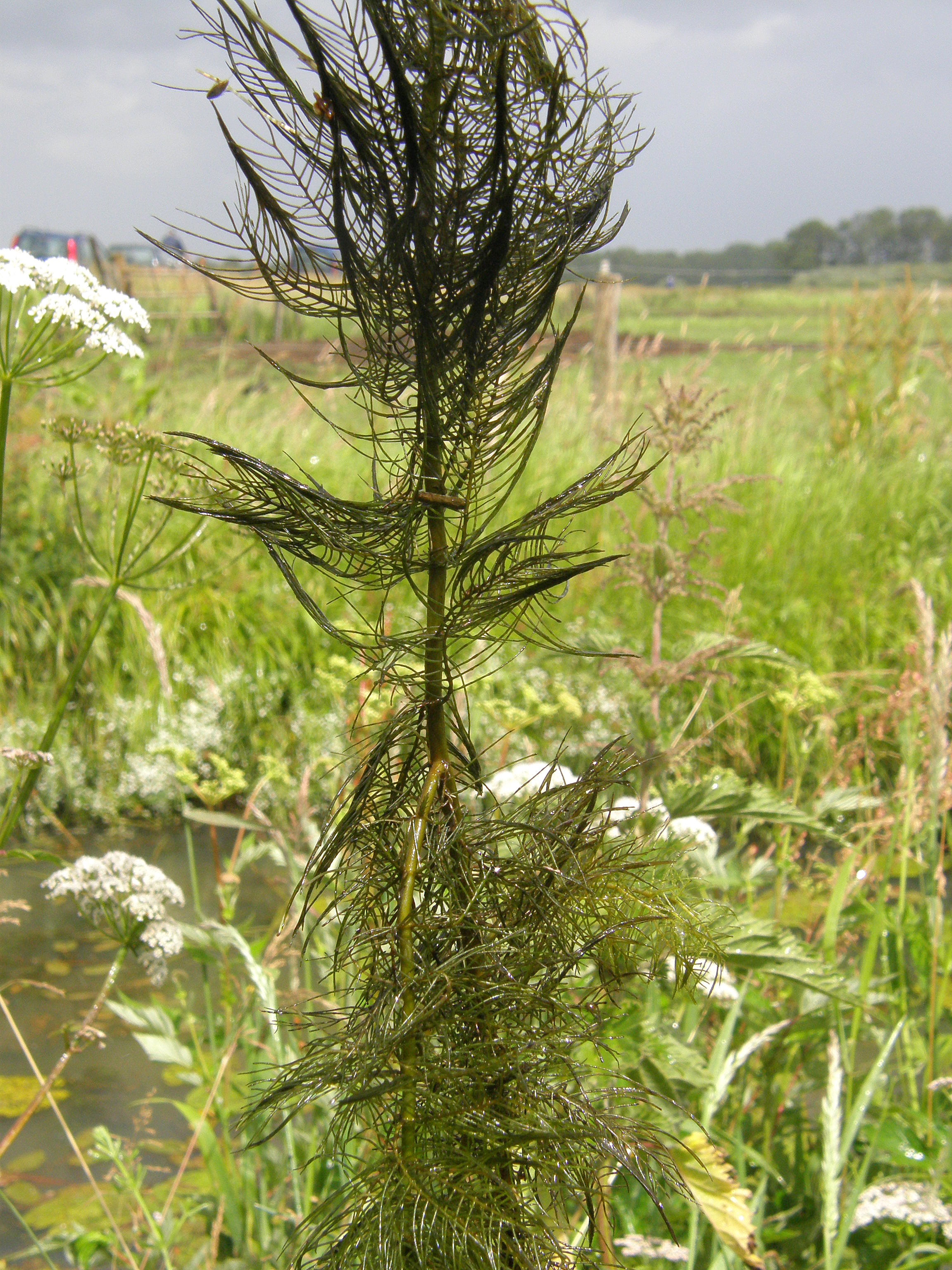 Myriophyllum verticillatum (rights holder: Bas Kers (NL))
