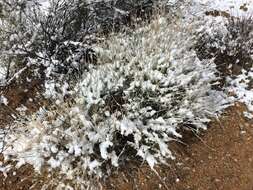 Image of Gray Ephedra