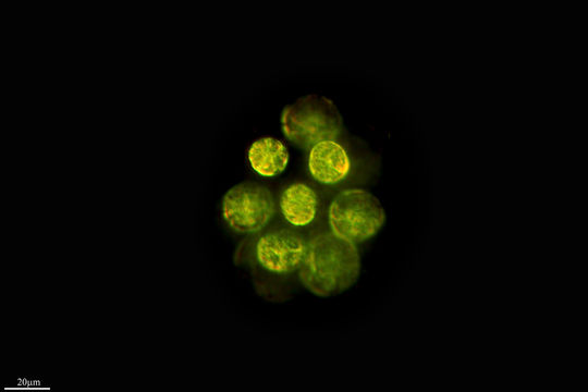 Image of <i>Eudorina elegans</i>