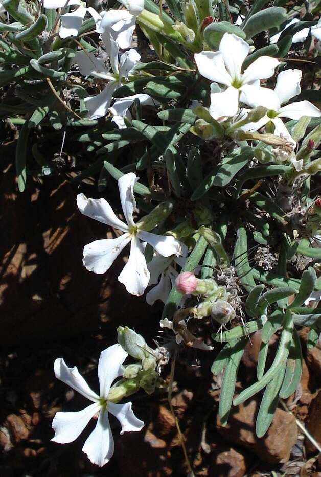 Image of Pachypodium succulentum (L. fil.) Sweet