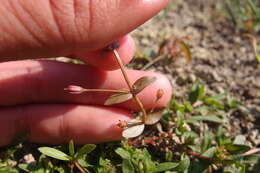 Image of Prostrate False Pimpernel