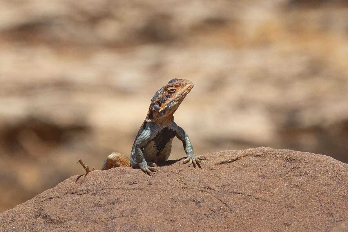 Image of Ctenophorus mirrityana Mclean, Moussalli, Sass & Stuart-fox 2013