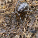 Image of Marbled Cobweb Spider