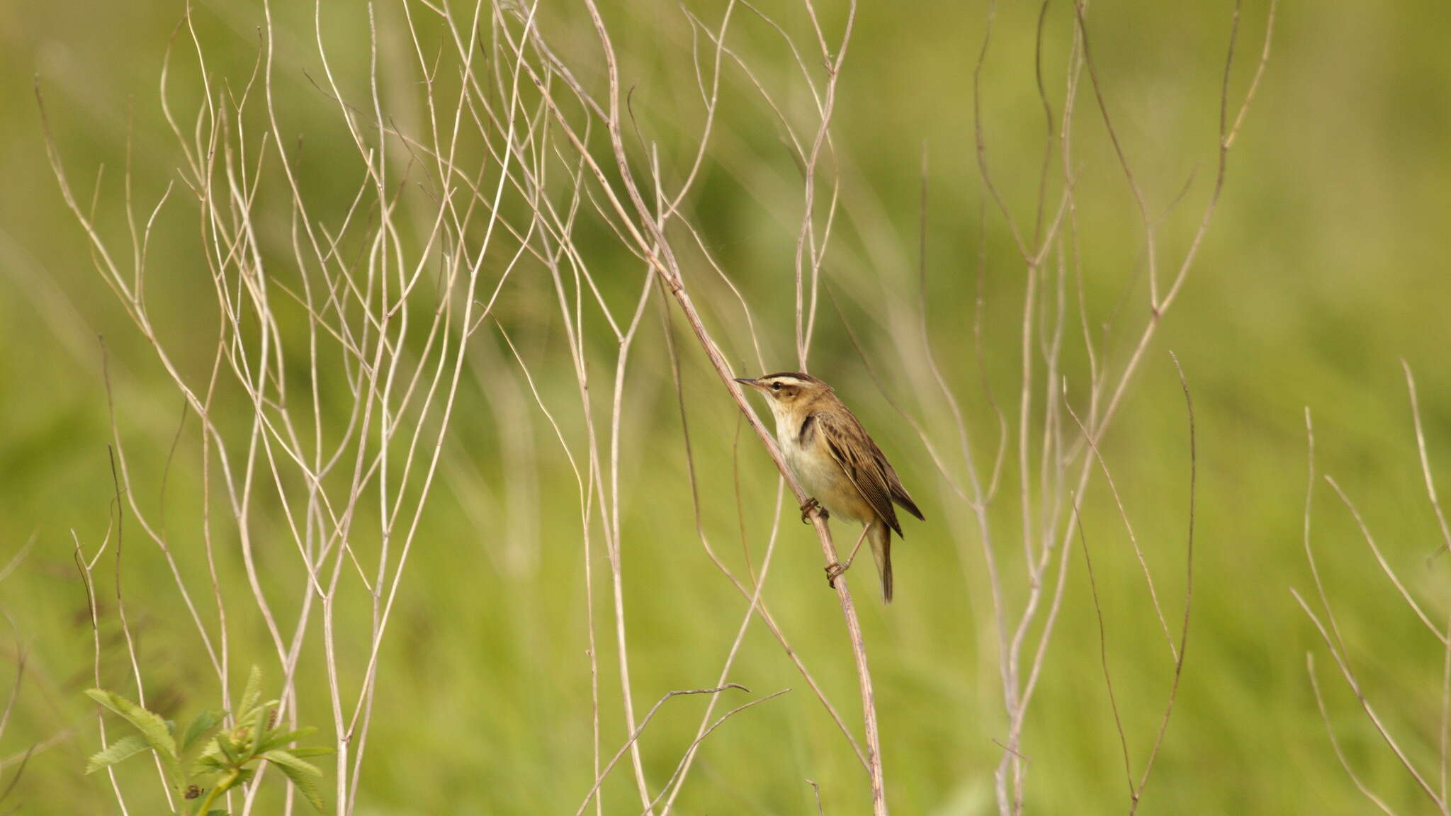 Image of Sedge Warbler