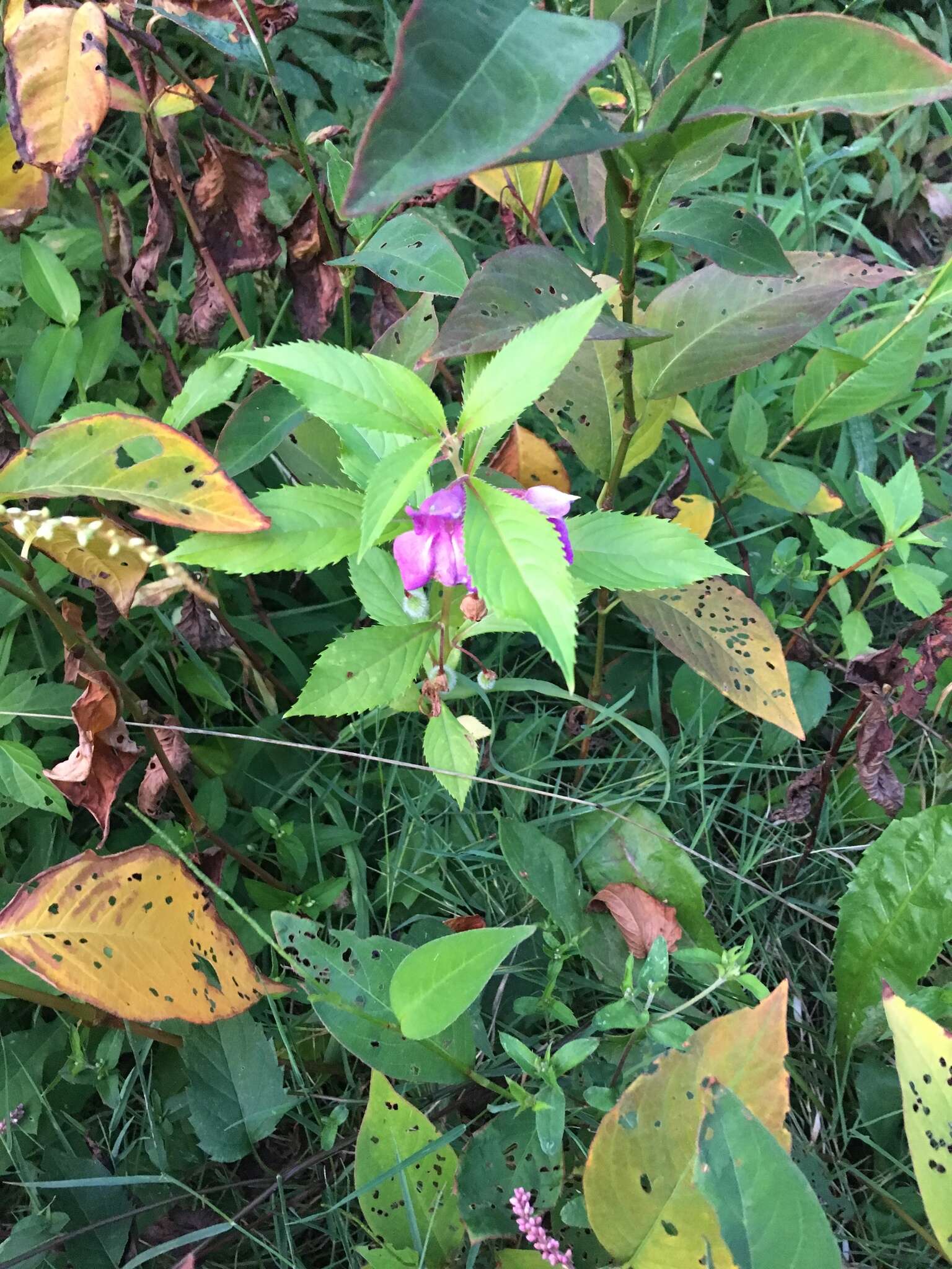 Image of spotted snapweed