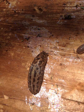 Image of garden slugs