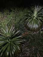 Image de Dracophyllum fiordense W. R. B. Oliv.