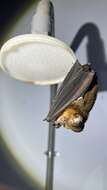 Image of Grand Leaf-nosed Bat