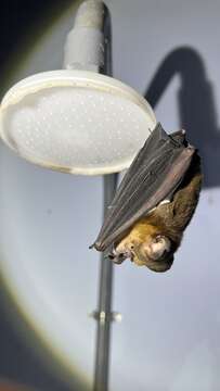 Image of Grand Leaf-nosed Bat