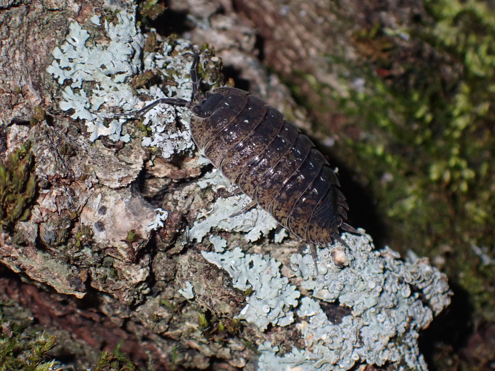 Image of Porcellio spinipennis Budde-Lund 1885