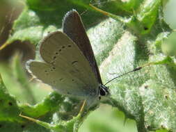 Image of Lorquin’s Blue