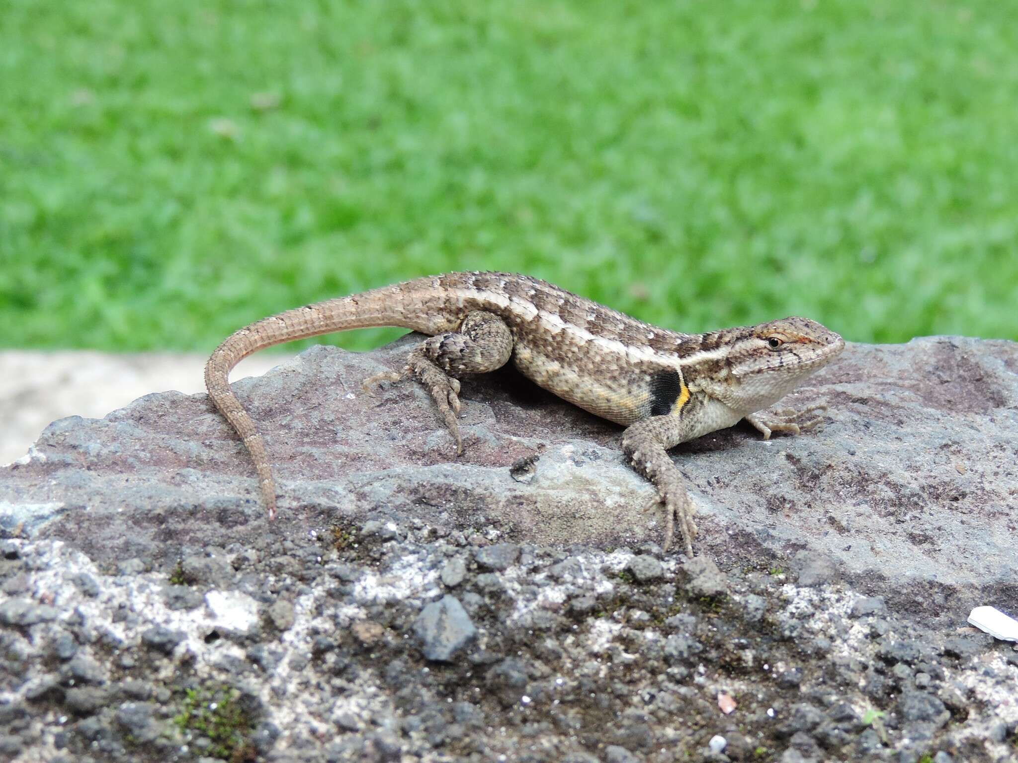 Image of Teapen Rosebelly Lizard