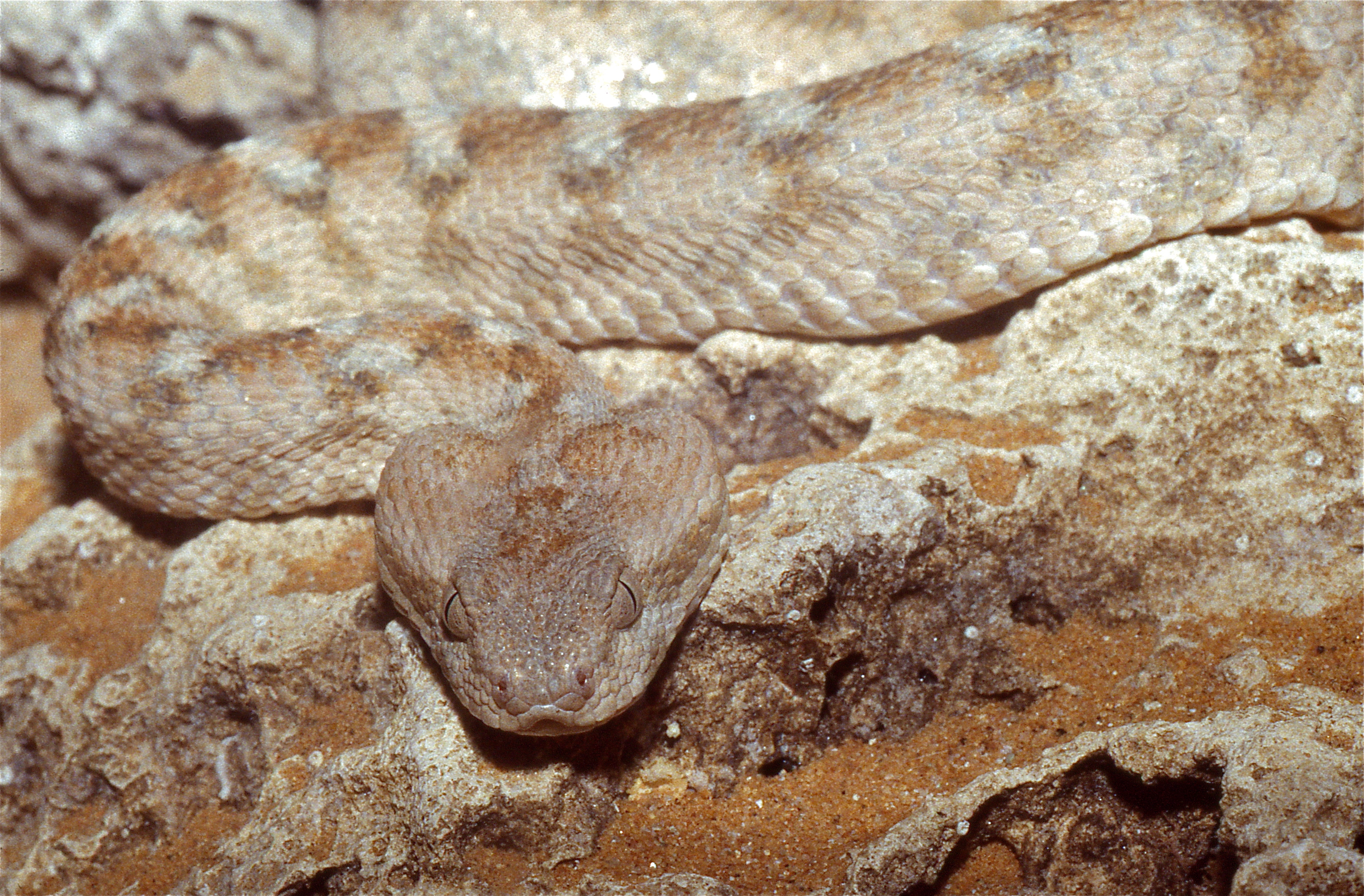 saw-scaled viper