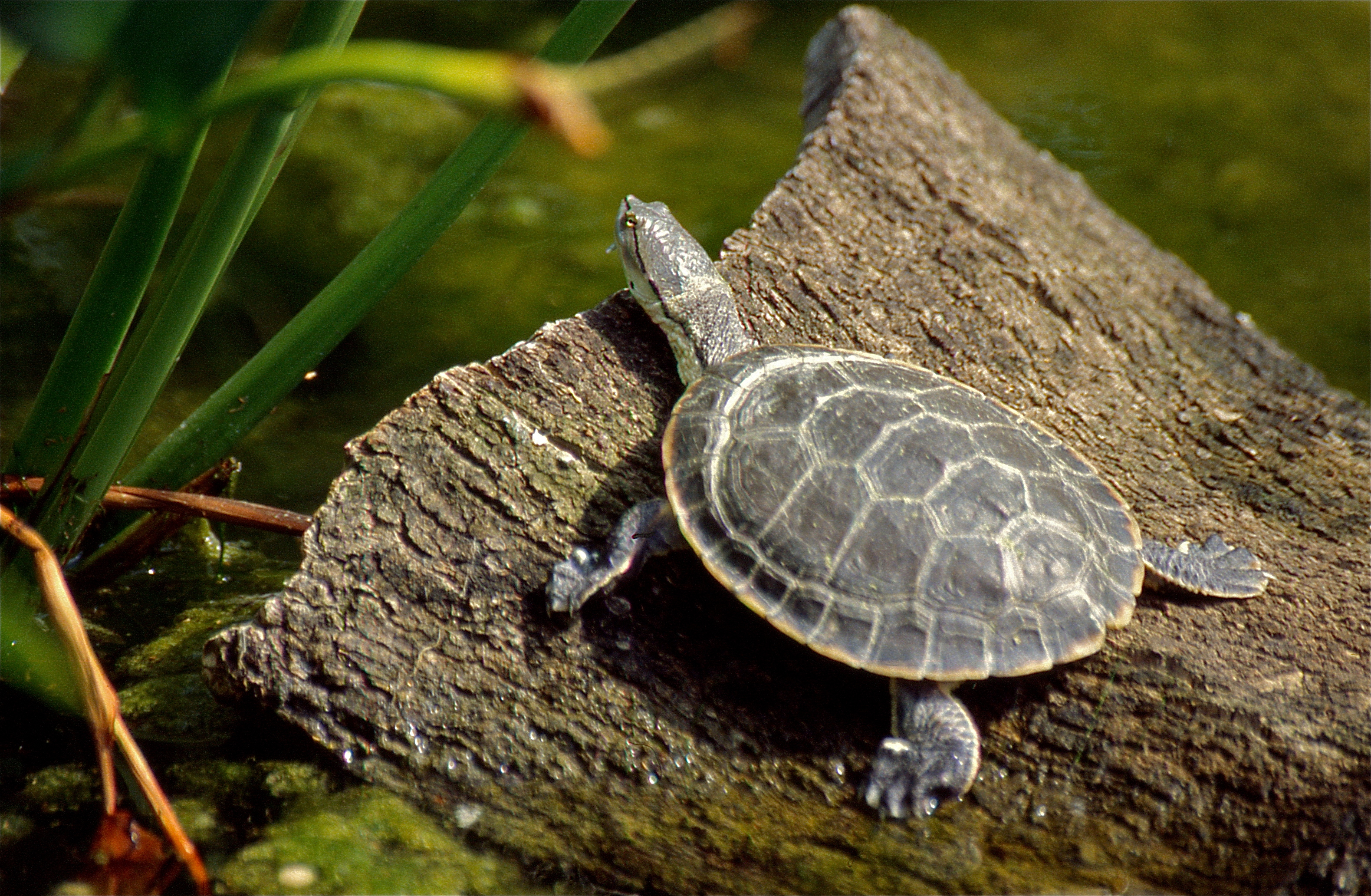 Image of Geoffroy's Sideneck Turtle