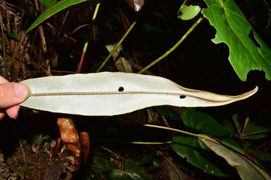 Elaphoglossum cuspidatum (Willd.) T. Moore resmi