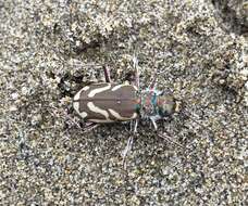 Image of Pacific Coast Tiger Beetle