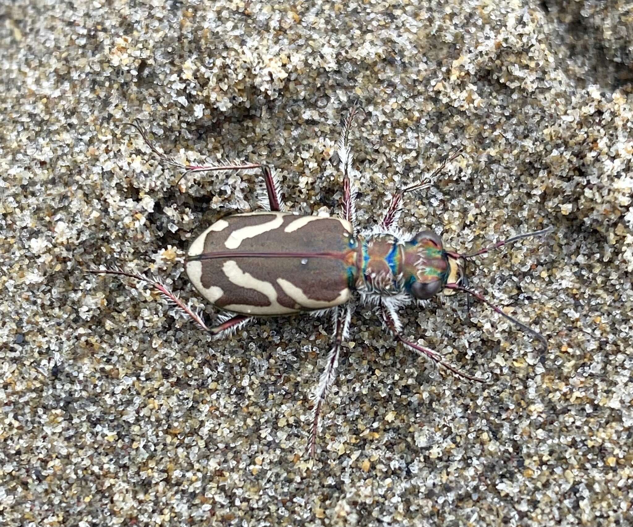 Image of Pacific Coast Tiger Beetle