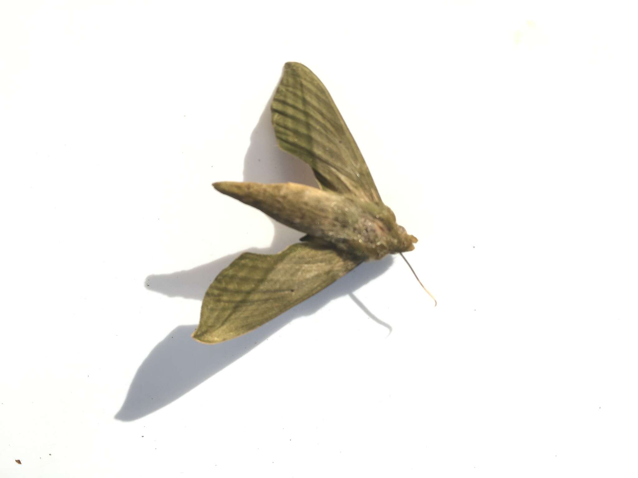 Image of Xylophanes elara (Druce 1878)